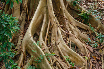 Hanging roots of an exotic tropical tree