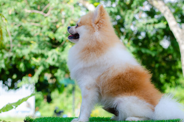 cute pomeranian dog relax on green grass,