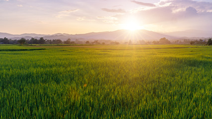 beautiful rice field on mountain background and sunset.