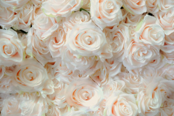 Blurred of sweet rose in pastel color style on soft blur bokeh texture for background