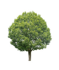 Fototapeta premium tree