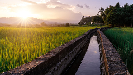 The view of the rice fields has gutter running and the backdrop of the sunset mountains.