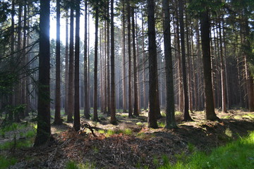 Obraz premium Sonne im Wald