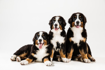 Berner sennenhund puppies posing. Cute white-braun-black doggy or pet is playing on white background. Looks attented and playful. Studio photoshot. Concept of motion, movement, action. Negative space.