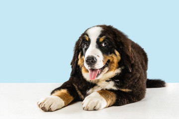 Berner sennenhund puppy posing. Cute white-braun-black doggy or pet is playing on blue background. Looks attented and playful. Studio photoshot. Concept of motion, movement, action. Negative space.