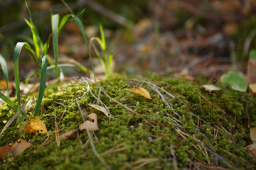 Closeup photo of forest moss, grass