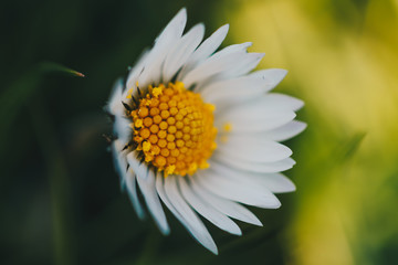 closeup of a daisy