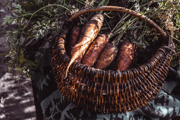 Freshly picked carrots in a basket. Harvesting carrots. Organic food concept
