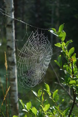 Spiders web