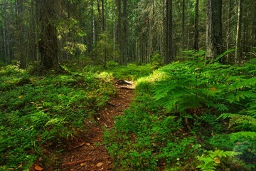 Fototapeta premium Path in the beautiful forest
