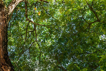 Obraz premium Close-up view big tree, from down to the treetop with green leaves. under tree