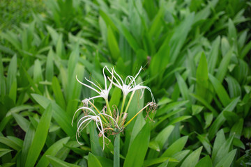 Fototapeta premium White crinum flower on green field