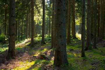 Obraz premium Schwarzwald im frühen Herbst nahe Neustadt