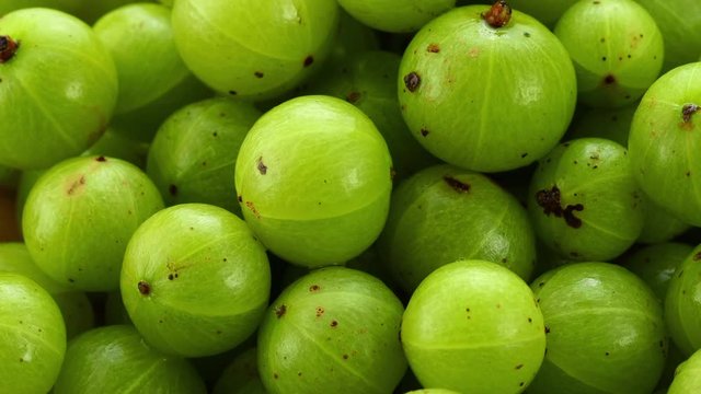 panning fresh Indian gooseberry  top view