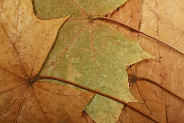 Naklejka na ściany i meble Autumn dried maple leaves background