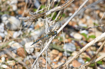 Large Blue dragonfly resting on a branch