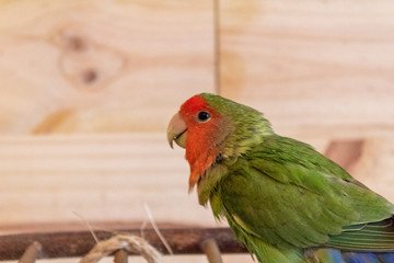 a lovebird of the species roseicolli playing with a wooden background