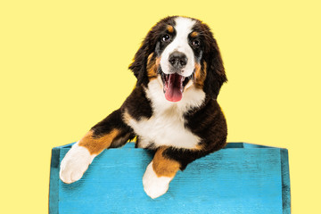 Berner sennenhund puppy posing. Cute white-braun-black doggy or pet is playing on yellow background. Looks attented and playful. Studio photoshot. Concept of motion, movement, action. Negative space.