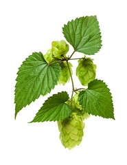 Hops fresh branch isolated on a white background