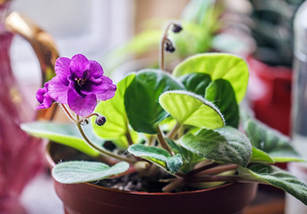 Purple violet in pot