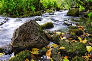 autunmn leaves on the rocks beside river