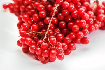 Berries ripe viburnum on branch