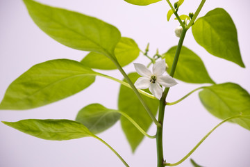 Flowering red bell pepper plant with white petals and leaves in background. Shallow depth of field.