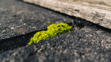 moss on stone