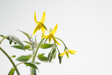 Flowering tomato plant with white background. Copy space on right.
