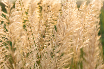 A plant against sunlight beautiful sunshine on plants wallpaper