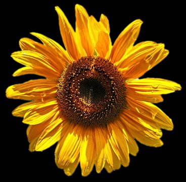 sunflower isolated on black background