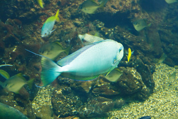 Fototapeta na wymiar Vlaming's unicornfish (Naso vlamingii), also known as the Bignose unicornfish, Scibbled unicornfish