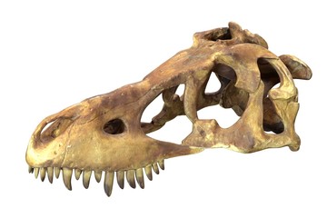 Fototapeta premium 3D render czaszki Tyrannosaurus Rex na białym tle.