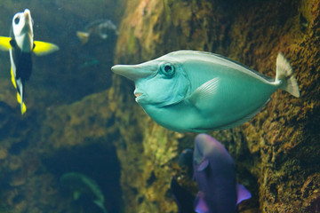Whitemargin unicornfish (Naso annulatus), also known as the Banded unicornfish, Nosefish,...