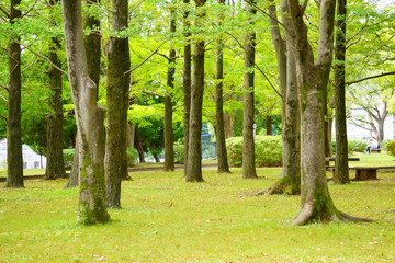 椚田公園の銀杏林５