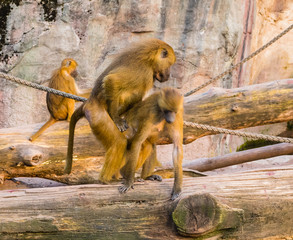 Paviane bei der Fortpflanzung