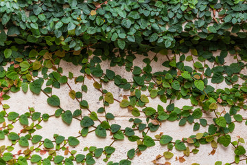 The pattern of the leaves under the sun's light reflects the beautiful nature.