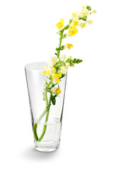 Transparent flower vase, with yellow flowers on a white background. Perfect for home decoration or for a gift.