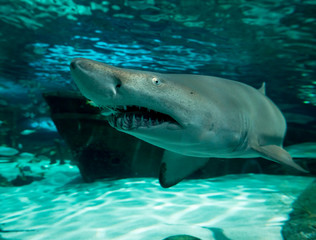 Wide angle, underwater view of sand tiger shark, carcharias taurus.