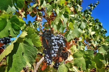De belles grappes de raisins noirs dans un vignoble