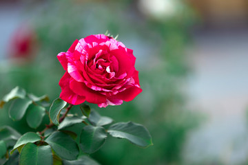 Beautiful red rose in the garden