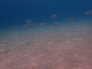 海底の白砂の上を泳ぐ魚