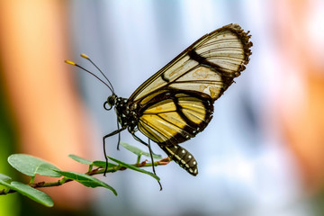 Glasswing Butterfly (Greta oto) in a summer garden