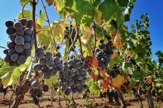 De belles grappes de raisins noirs dans un vignoble