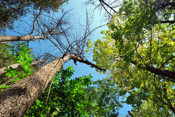 Blue sky through tree branches and leaves with curved tree trunk on a walking trail.