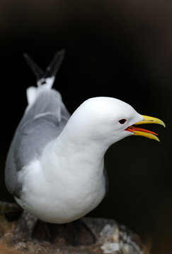 Close up of Black-legged Kittiwake
