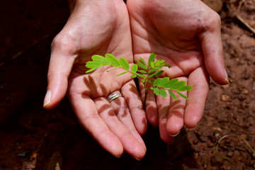 The hand of woman holding the small tree