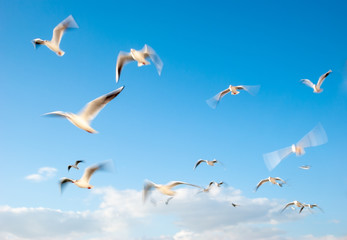 Beautiful Seagulls flying in the sky with white clouds.