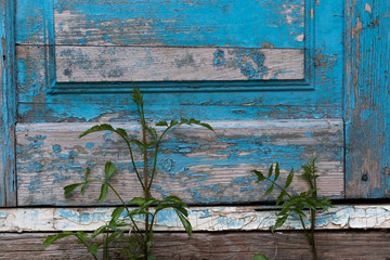 Background in the form of an old wooden door