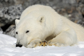 Polar bear lie and rest in the snow